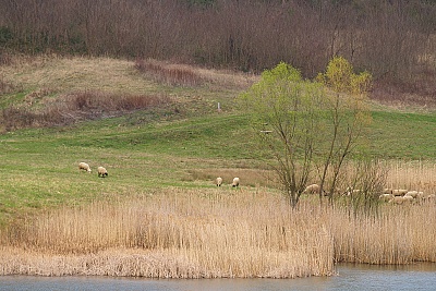 Foto #2 (C) Željko Klindžić