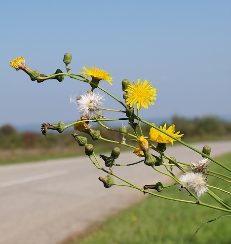 Fotografija, Jelas polje, Slavonski Brof