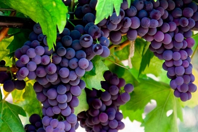 Brodska Vinska Akademija: Veliki Rektor i Rektorat