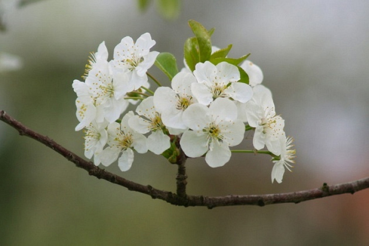 Slavonski Brod: Sunce, proljeće, cvijeće
