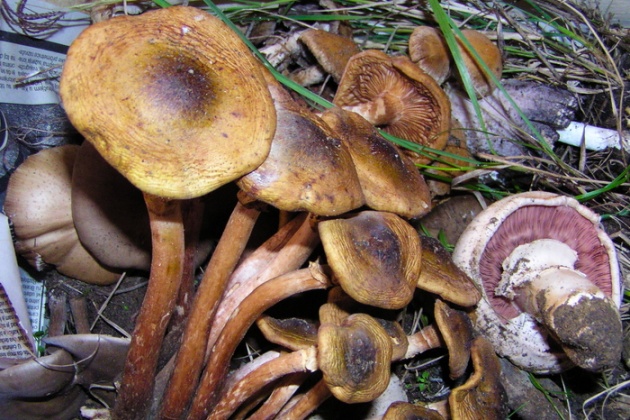 Tri recepta za specijalitete od gljiva