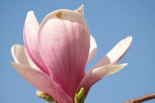 Magnolija