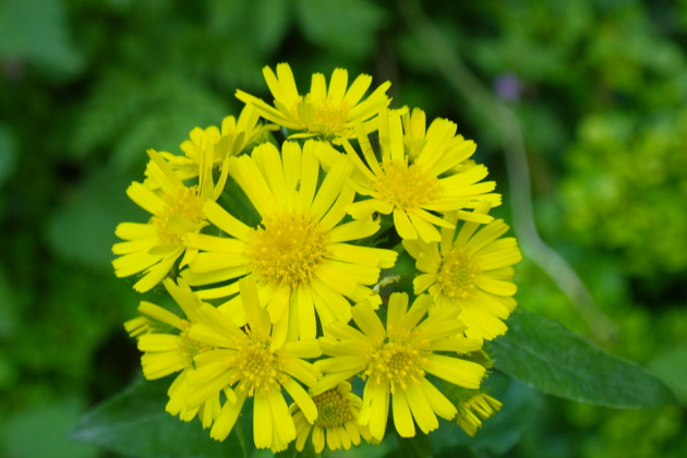 Rodio se još jedan dan