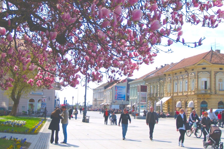 Magnolija, proljeće 