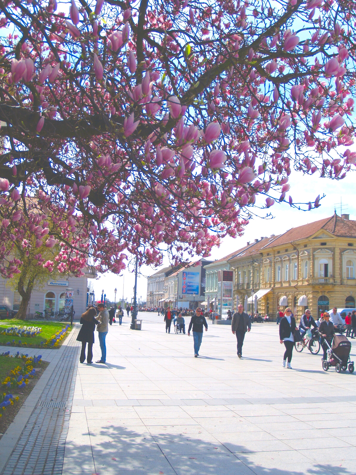 Magnolija, proljeće 